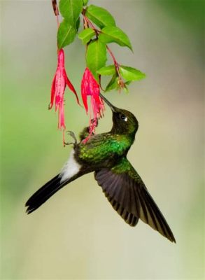  The Hummingbird's Gift: A Mystical Tale of Selflessness and Nature's Harmony From Ancient Colombia